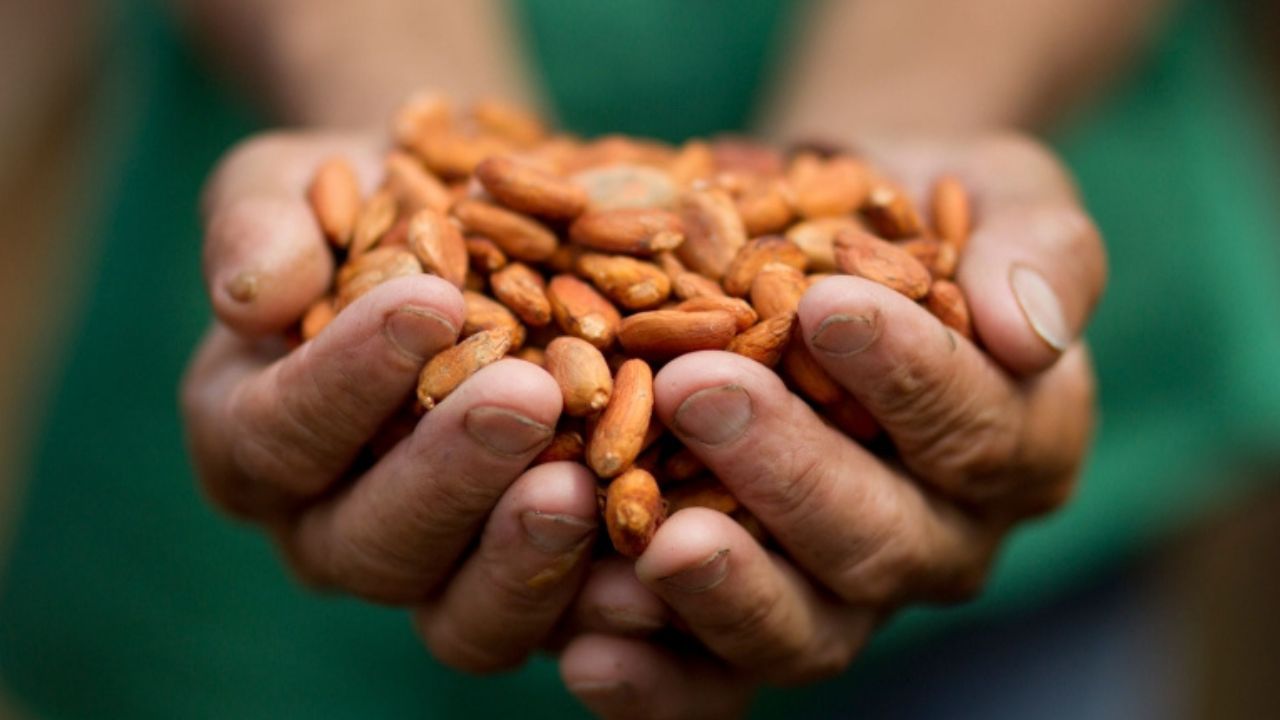 Imagen de Apoyarán a productores de cacao de Honduras para exportar frutas deshidratadas