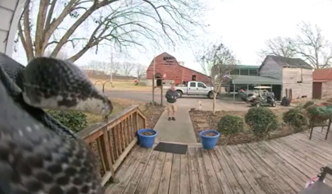 VÍDEO: Enorme serpiente sorprendió a un hombre que iba a tocar el timbre de una casa