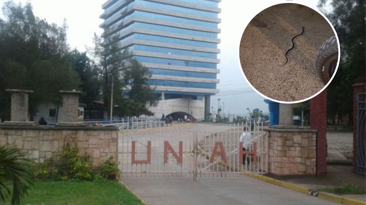 Imagen de VIDEO: Hombre encuentra una  serpiente en la Unah y la devuelve a su hábitat