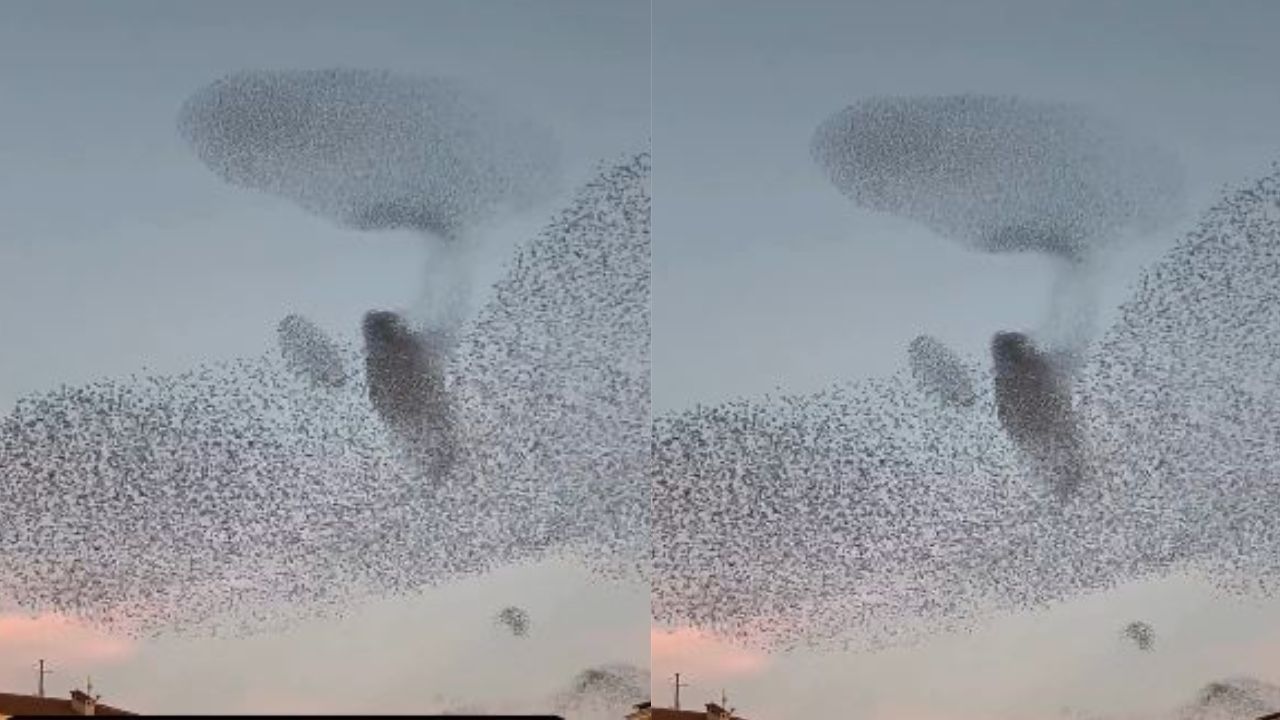 Imagen de ¿Lo has visto?, captan la asombrosa danza de aves