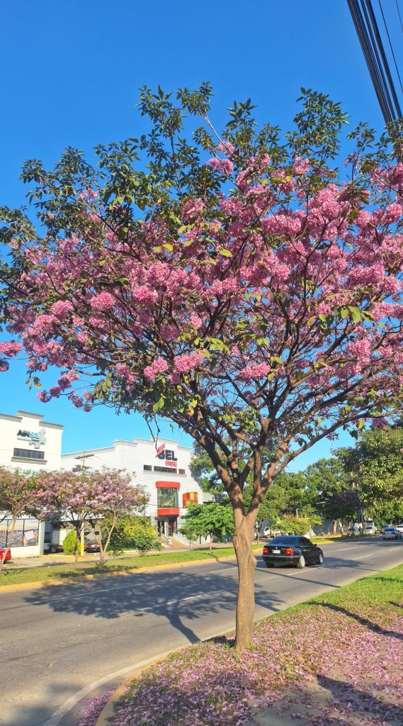 Imagen de cuerpo de nota