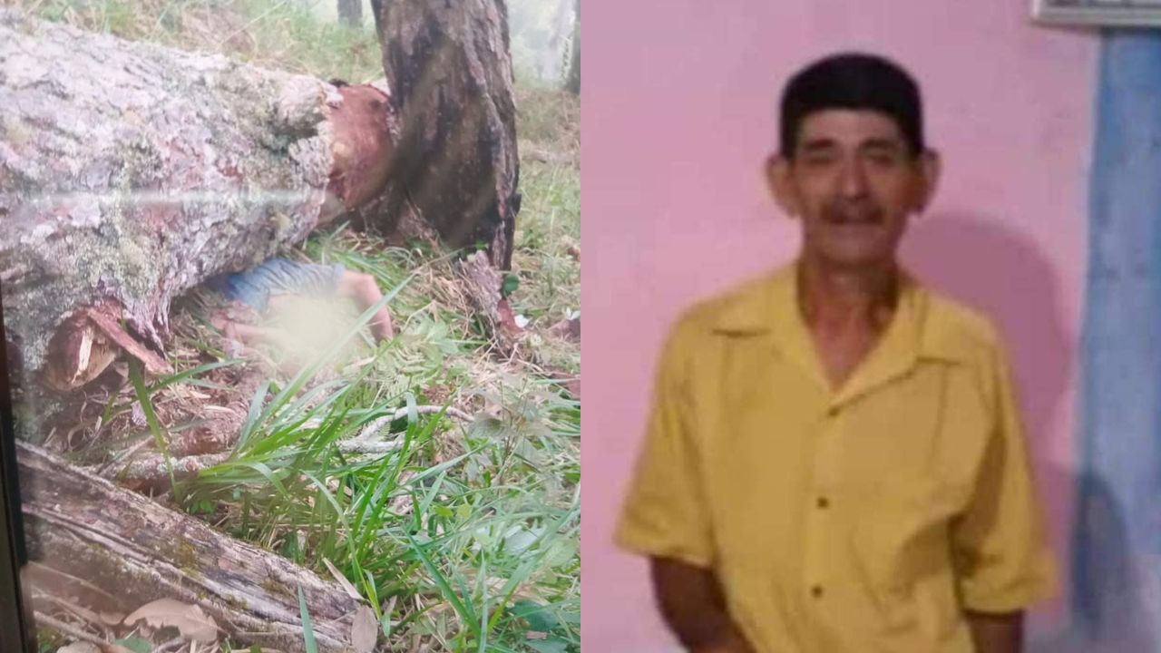 Hombre muere aplastado por enorme árbol en Santa Bárbara