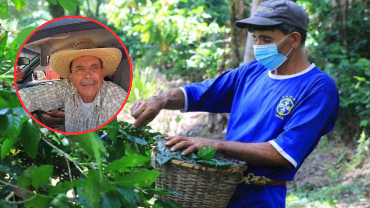 'Sí hay trabajo, les esperamos', urgen mano de obra para cortar café en Danlí