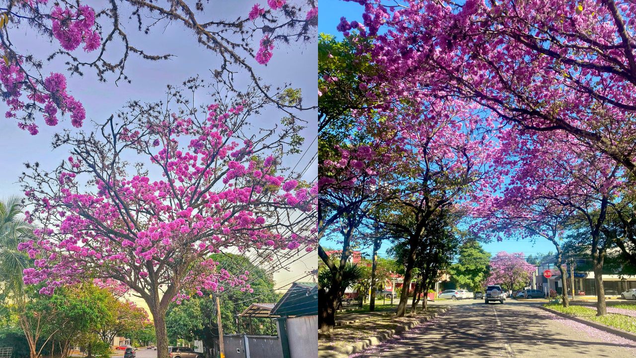 ¡Hermoso! San Pedro Sula se pinta de rosa al florecer los macuelizos