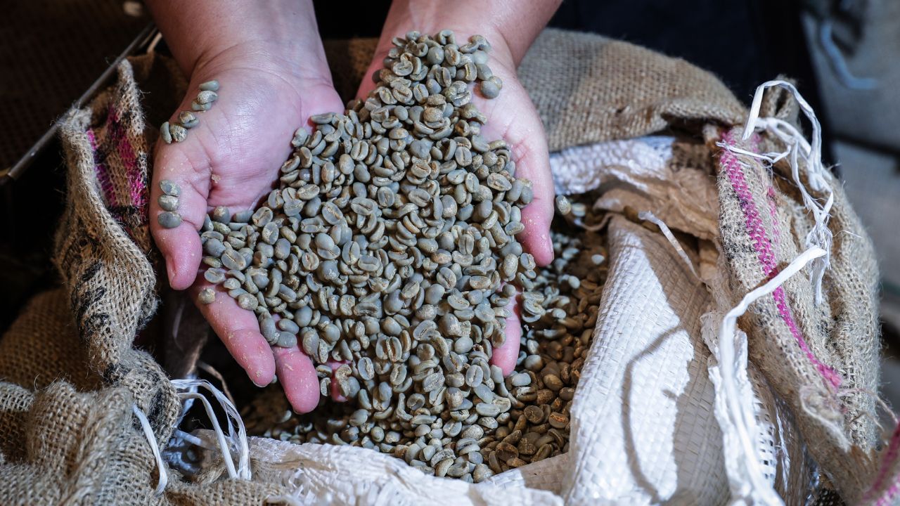 Ingresos por exportación de café hondureño bajan 20.4% en casi 4 meses de actual cosecha