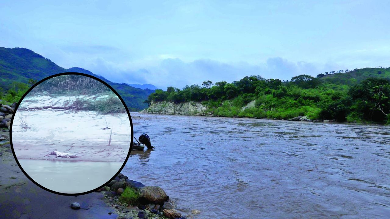 Captan a enorme cocodrilo de dos metros a orilla del río Ulúa, en Santa Bárbara
