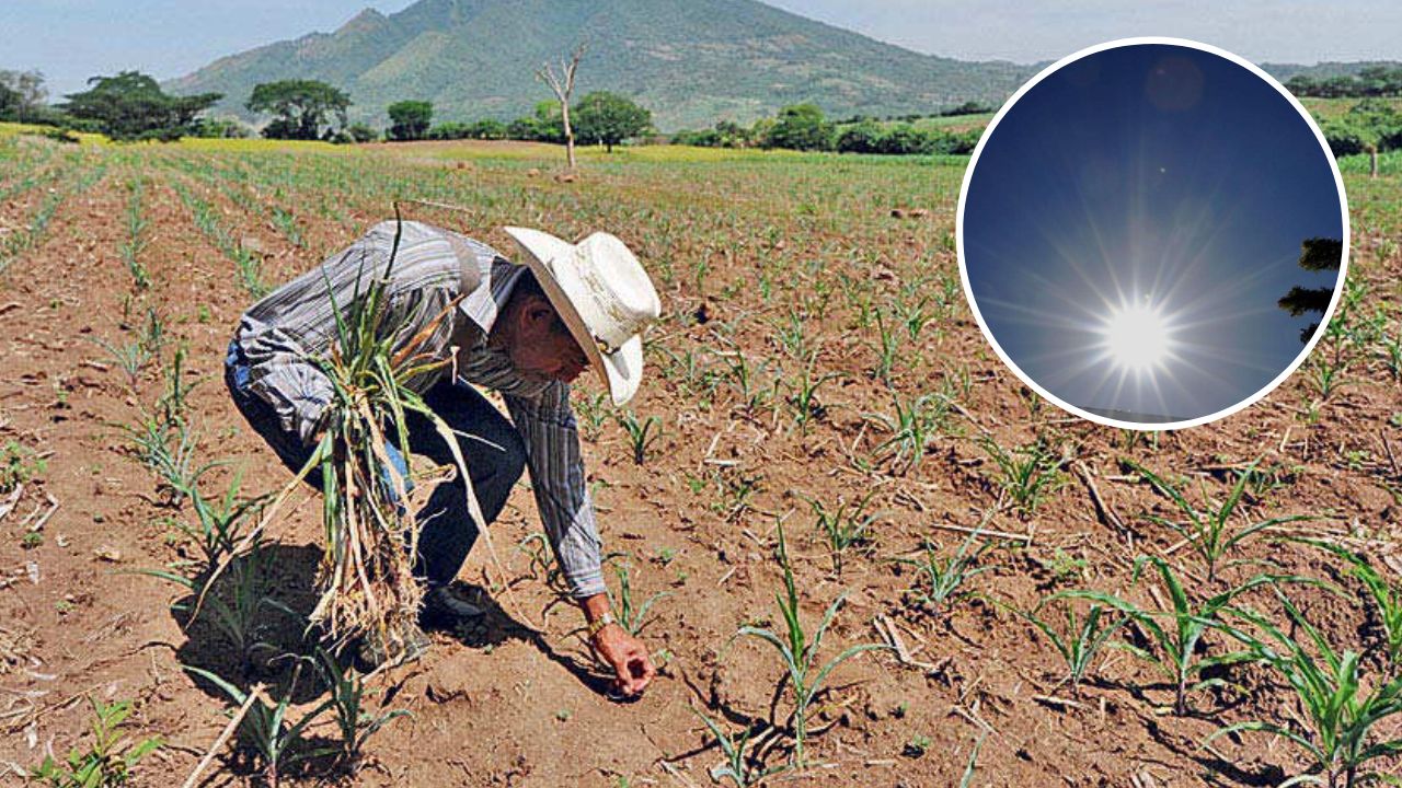 Fenómeno de El Niño podría agravar la crisis alimentaria y agrícola en 2024