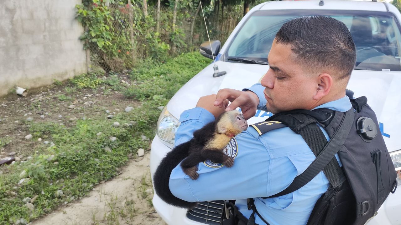 Rescatan a un mono cara blanca en La Ceiba; la especie está en peligro de extinción