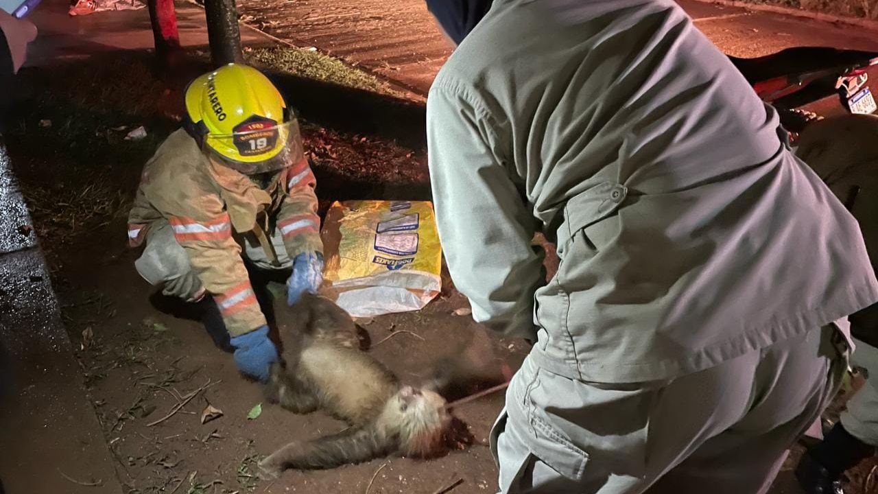 'Estuvo en peligro', rescatan y liberan a oso perezoso en  Olancho