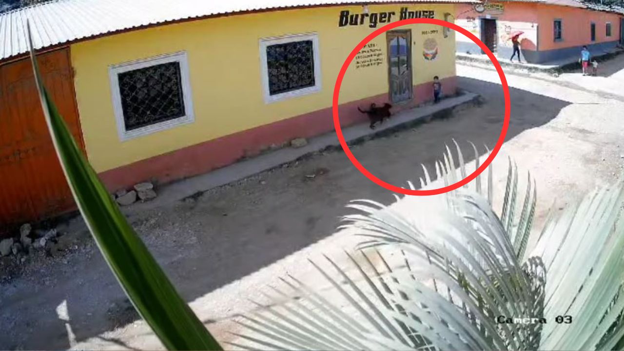 VIDEO: Dramático momento vivió niño hondureño al ser atacado por un perro