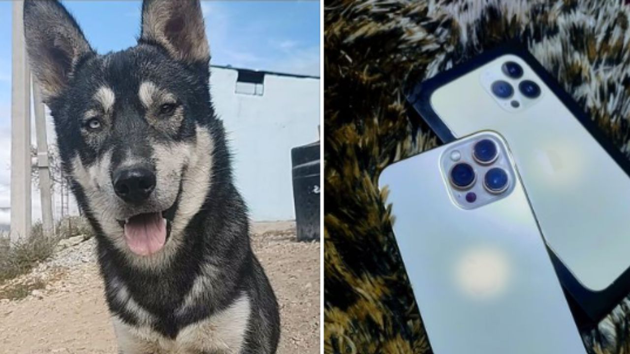 ¡Conmovedor! Joven ofrece su celular a cambio de que le regresen a su perro perdido
