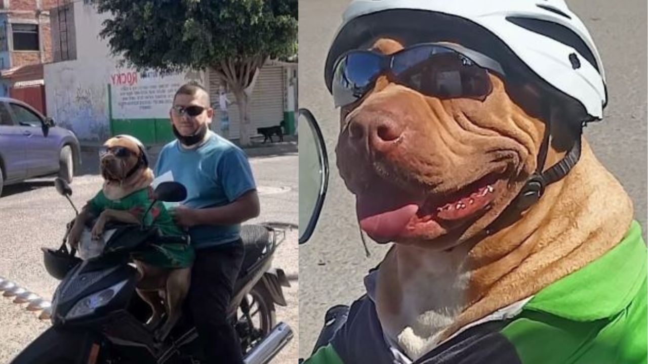 'Se fue de tristeza', perro murió siete meses después que su dueño