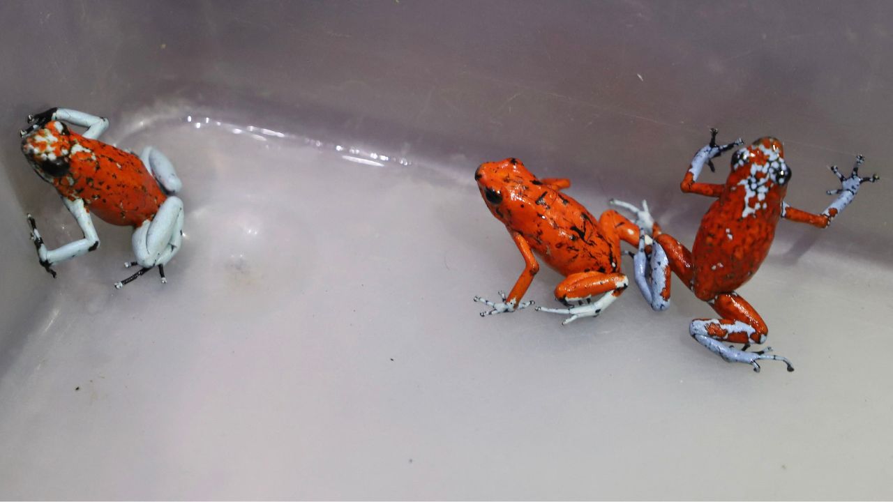 Decomisan 130 ranas venenosas a traficante en aeropuerto de Bogotá