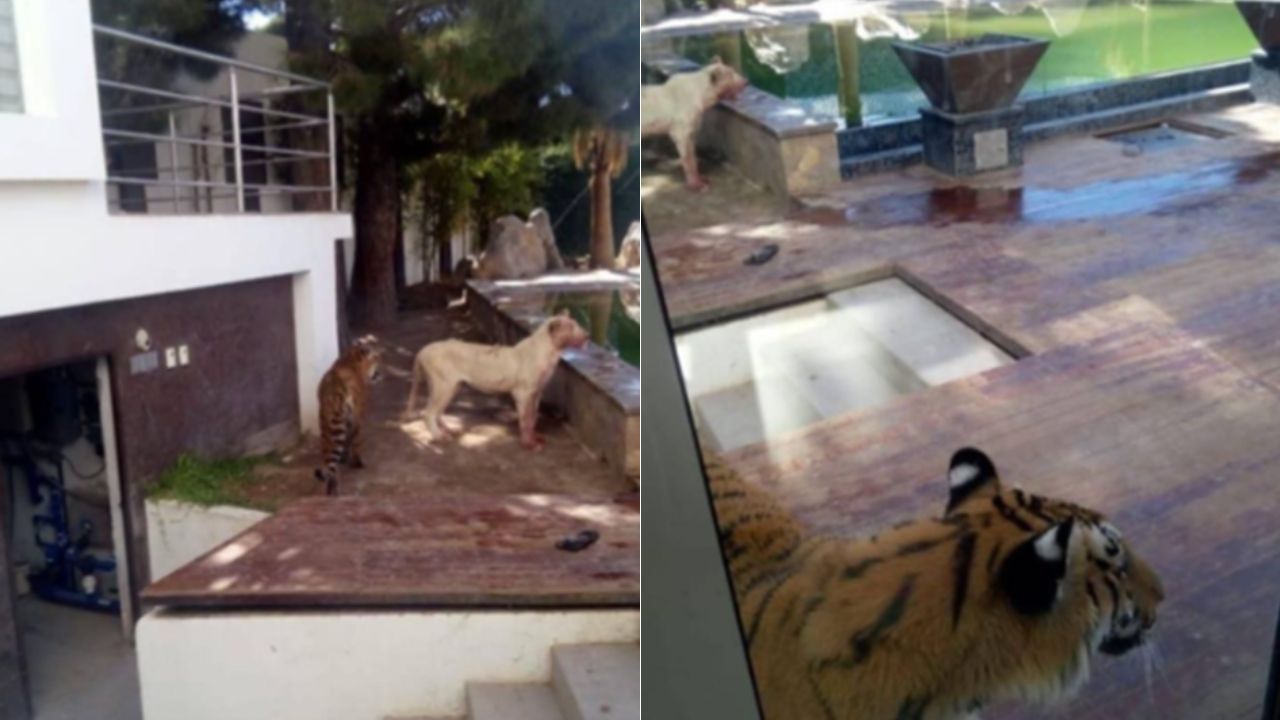 Tigre y león blanco mansión Quilmes: Circula video en Twitter de un acontecimiento registrado en México