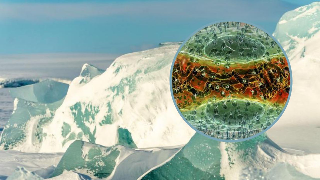 Esto se sabe del 'virus zombis' del Ártico que desataría nueva  pandemia mortal