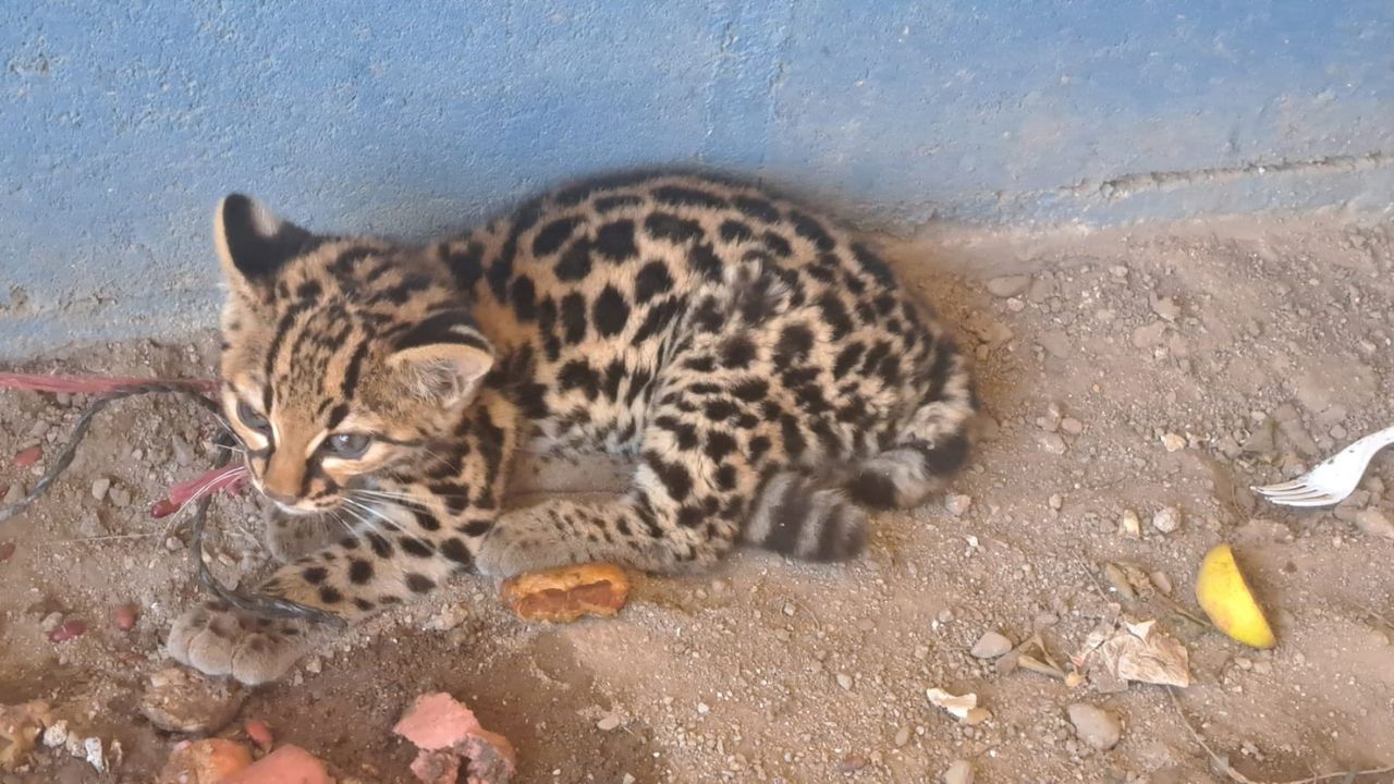 ¿Jaguar bebé o gato de monte?Hallan a felino en peligro de extinción en Honduras