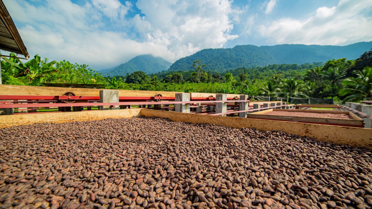 Productores de cacao piden al Gobierno apoyo para mejoras en sistemas de riego