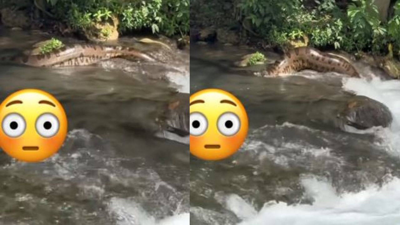 ¿Anaconda en sitio turístico de Honduras ?, viajeros se quedaron en shock