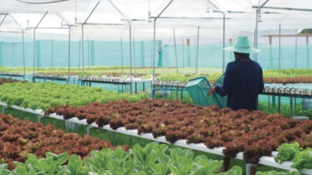 CNBS extiende alivio a deudores de caficultura y agricultura