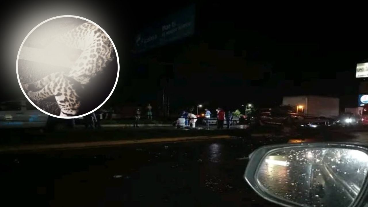 Hallan un tigrillo atropellado en Namasigüe, Choluteca