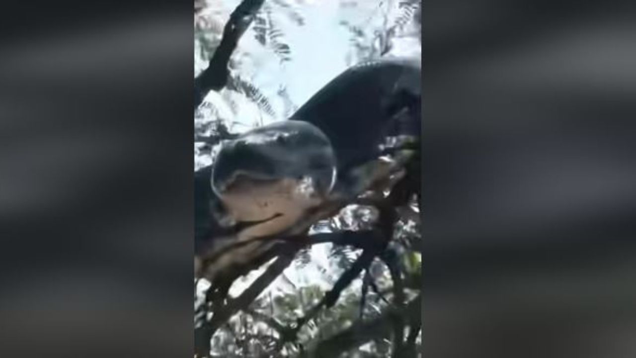 'Que hermosa', captan gigantesca serpiente sobre un árbol en Comayagua