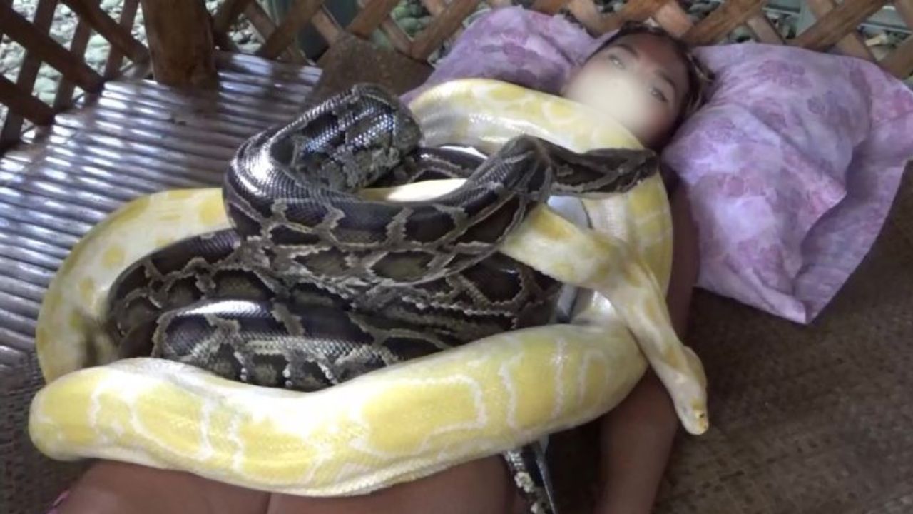 Mujer se aventura en una experiencia 'relajante' con masajes de pitones