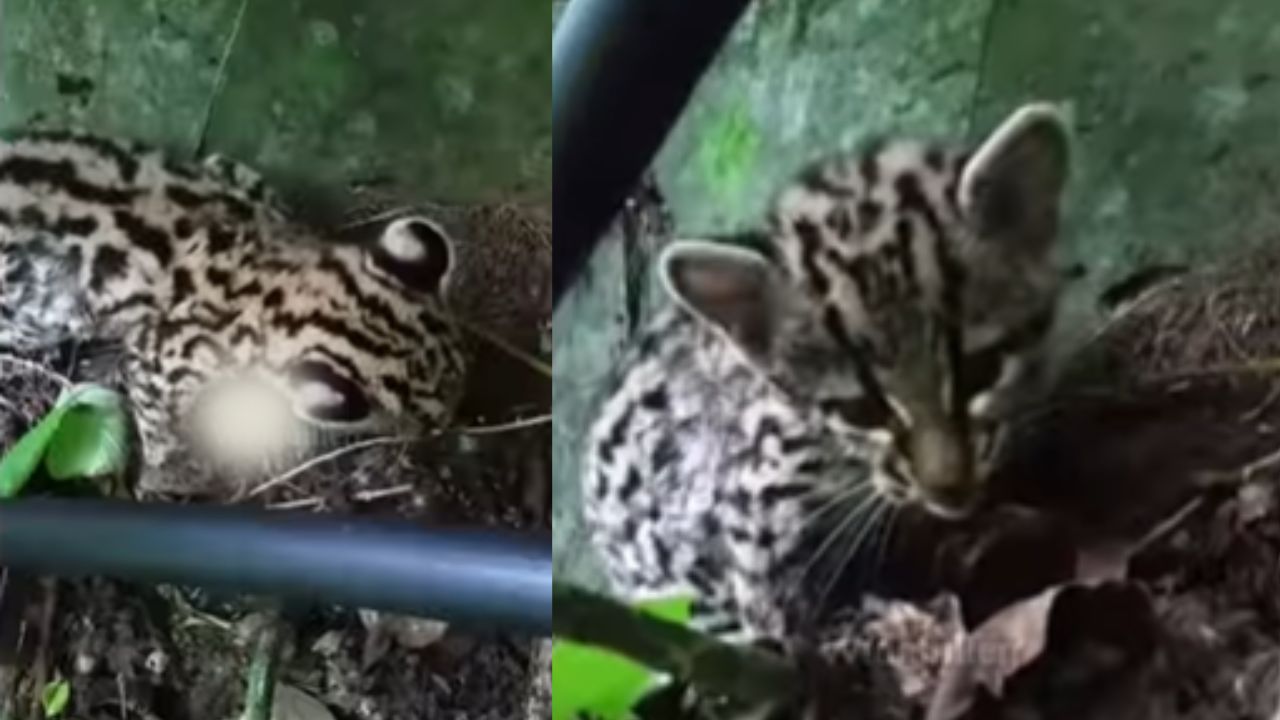 Hallan a un jaguar bebé fuera de su hábitat en Ocotepeque