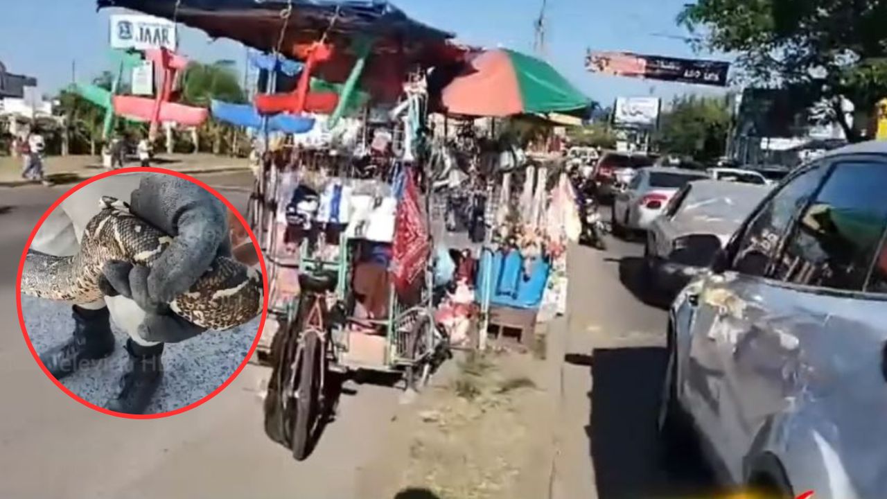 'Se le iba a enrollar en el cuello': hallan boa en coche de una bebé en Choluteca
