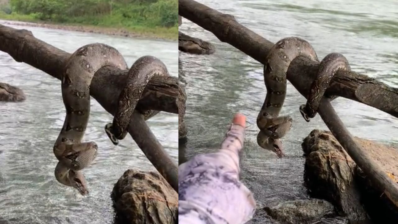'Pensé que era parte del tronco', hondureño reacciona asustado al hallar enorme boa en río Humuya