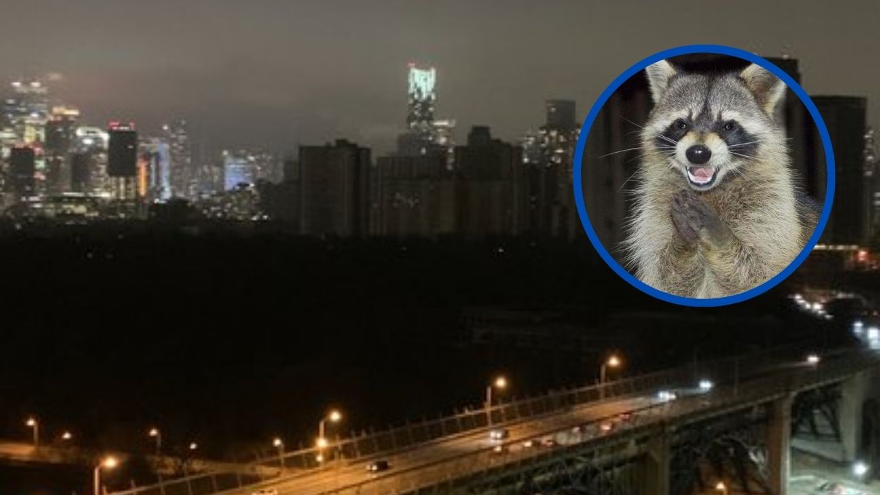 Apagón deja sin energía a ciudadanos de Toronto, Canadá: ¿El culpable? ¡Un mapache!