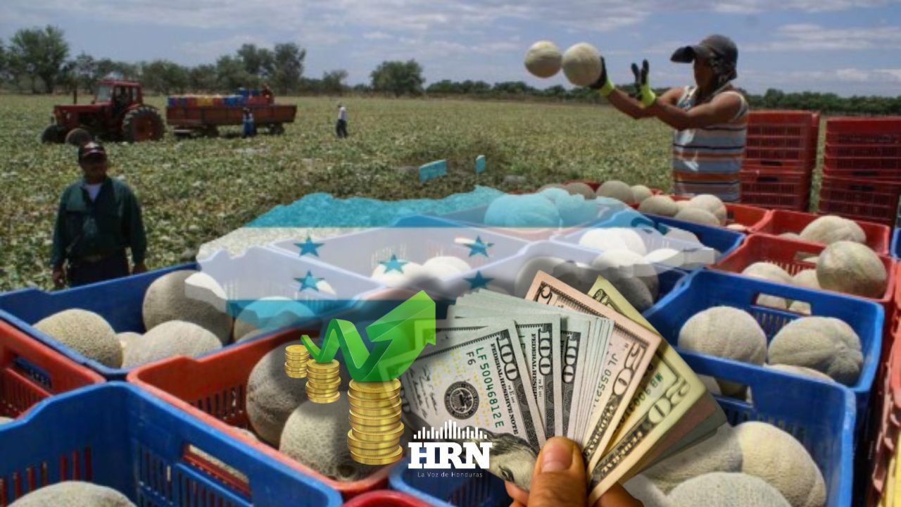 Industria del melón crea 6200 empleos y paga L1,200 millones en tres años