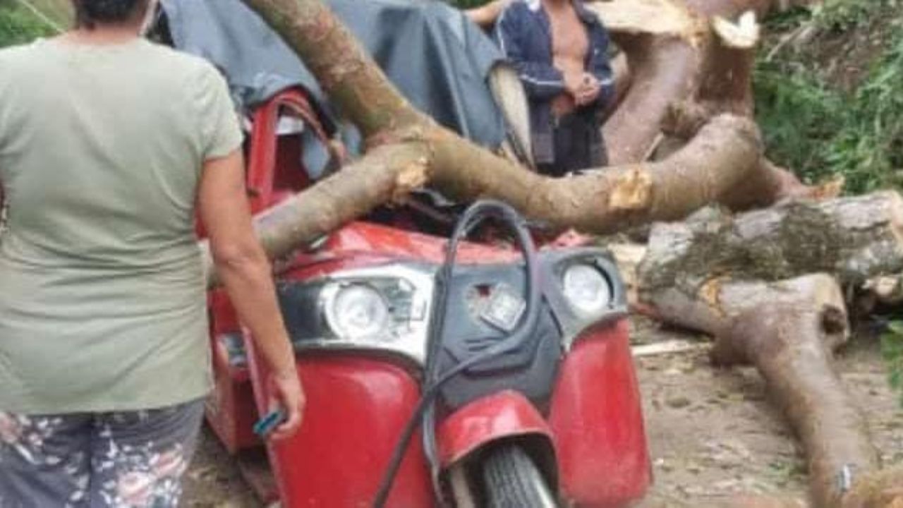 Conductor y pasajeros de mototaxi se salvan de morir aplastados por árbol