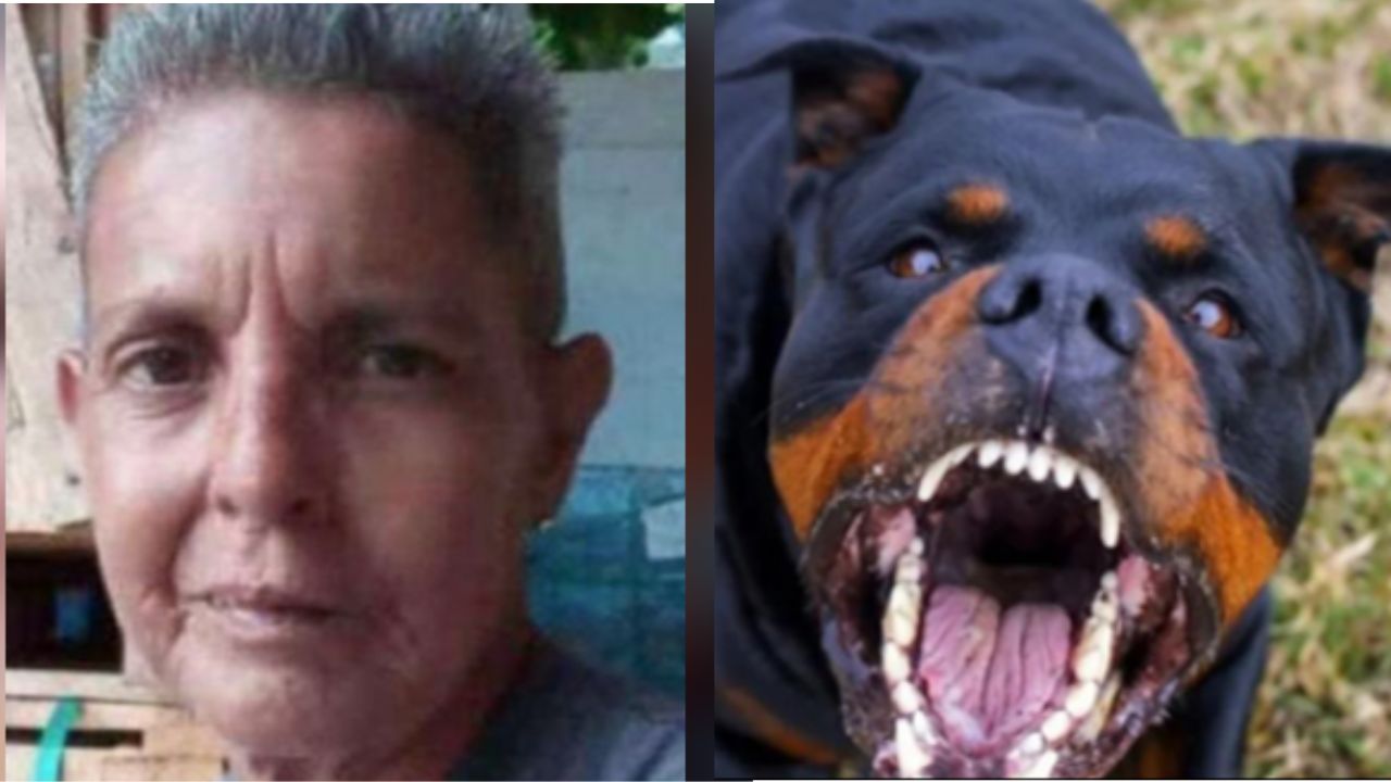 Mujer muere por ataque de tres perros en un taller; los había adoptado