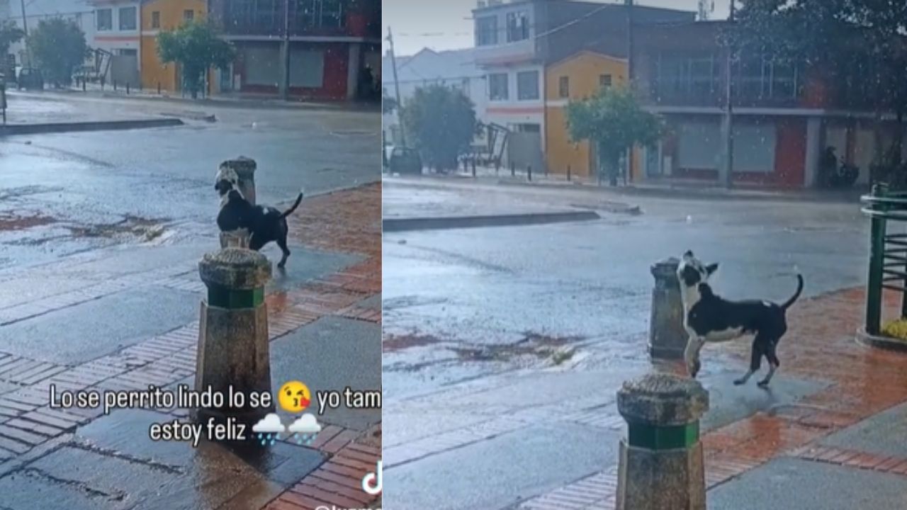 'Me hace feliz': perro conmueve a su dueña por jugar bajo la lluvia