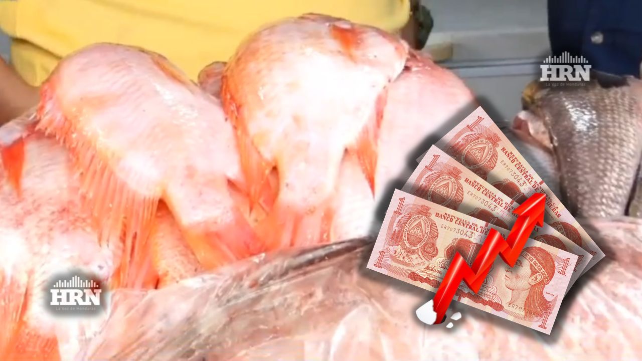 Libra de tilapia sufre leve aumento en su precio en mercado de SPS y el Distrito Central