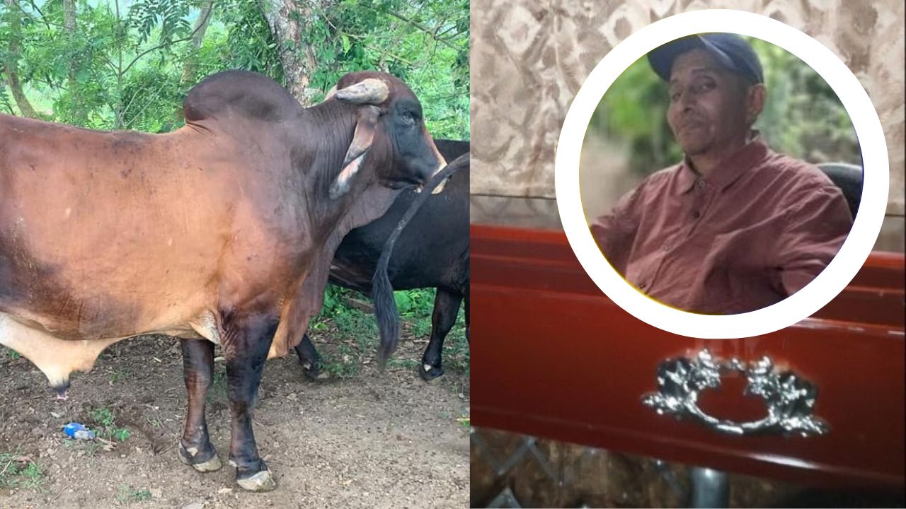 Toro mató a hombre que iba a ordeñar vacas en Olancho
