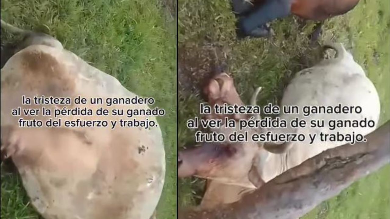 'Me mataron todas mis vacas', campesino llora por el fruto de su trabajo