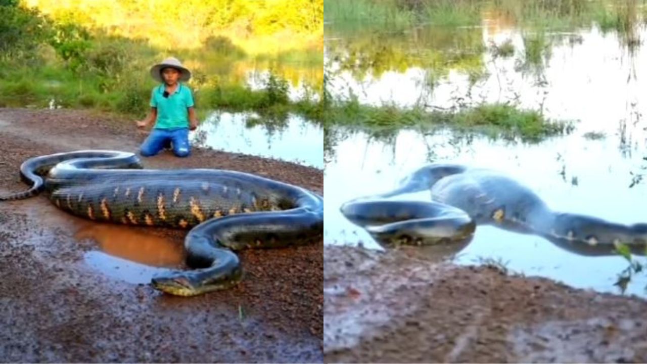 Imagen de Captan a niño con enorme anaconda, 'no les hagan daño'