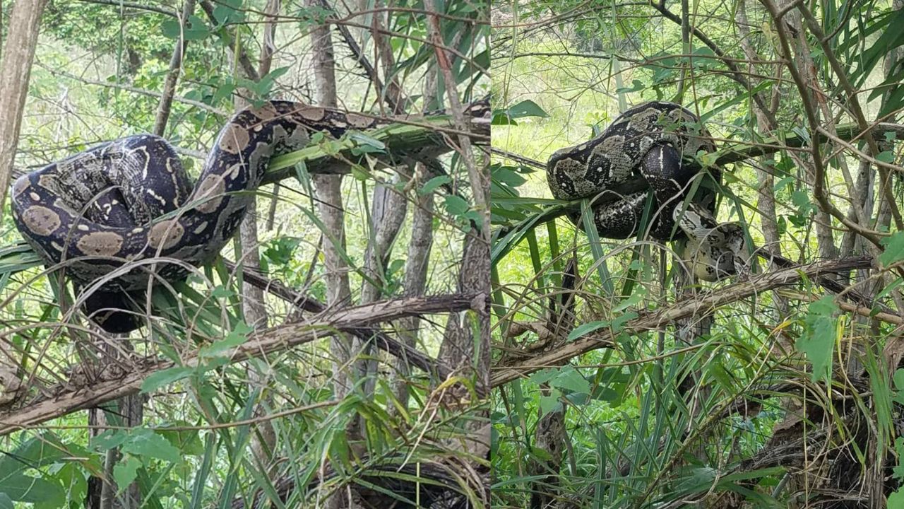 Escondida entre los árboles, hallan a una impresionante boa imperator en Danlí