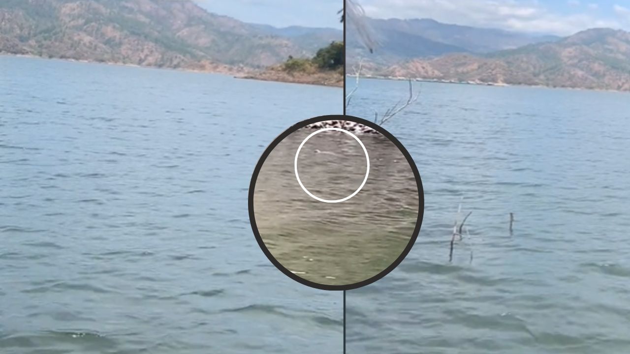 '¡No hace daño!': captan a un enorme cocodrilo nadando en la Represa El Cajón