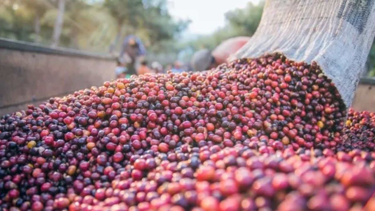 Ingresos por exportación de café hondureño caen 14 % en 5 primeros meses de actual cosecha