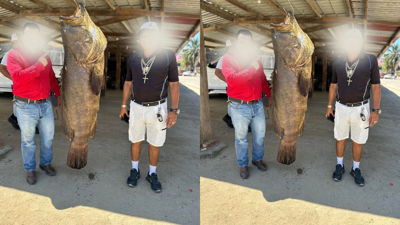Capturan a enorme pez llamado Goliat en Trujillo, su peso es sorprendente