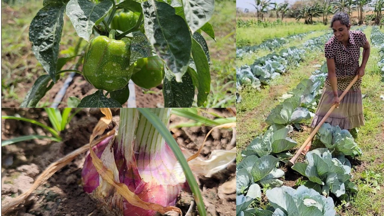 'De esa gente quiere Honduras', familia olanchana produce las mejores verduras en El Boquerón