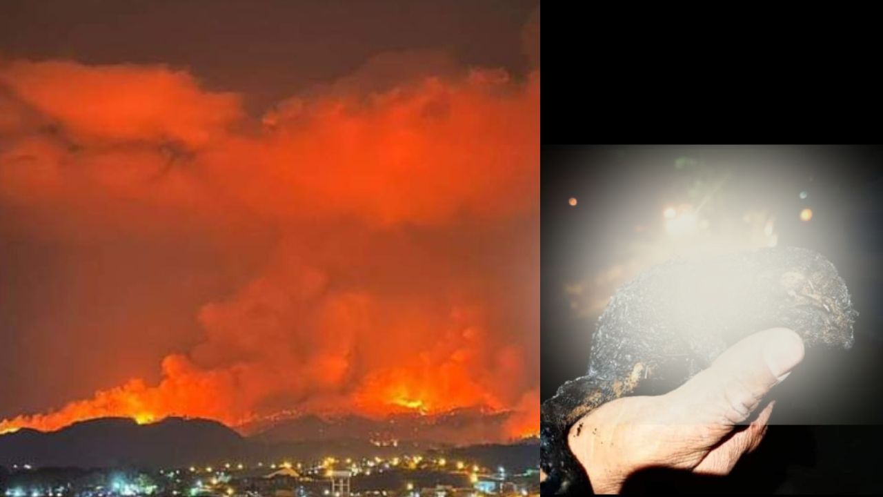 VIDEOS: Devastada Tegucigalpa por siniestro en La Tigra y su fauna carbonizada