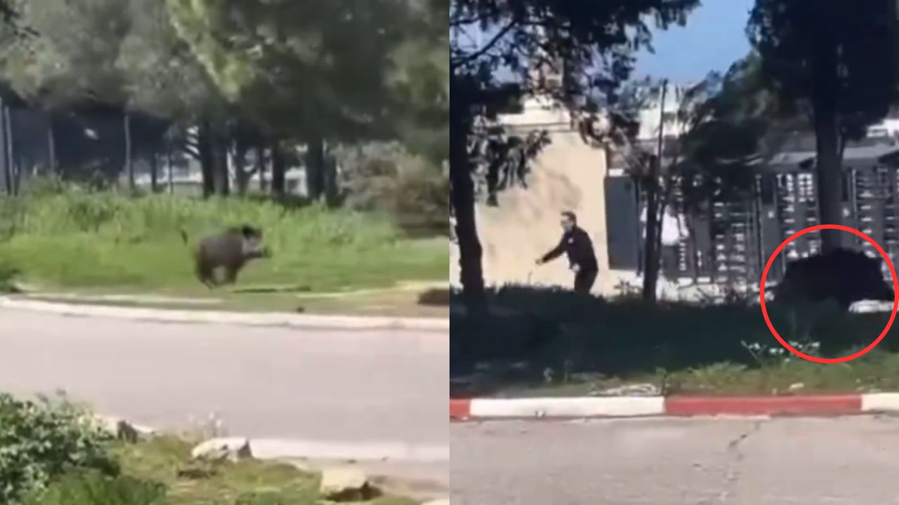 VIDEO: Jabalí provoca pánico entre estudiantes al infiltrarse en un colegio