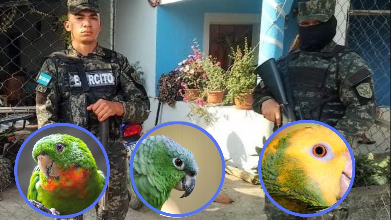 'Cautiverio ilegal': autoridades rescatan tres especies de aves amenazadas