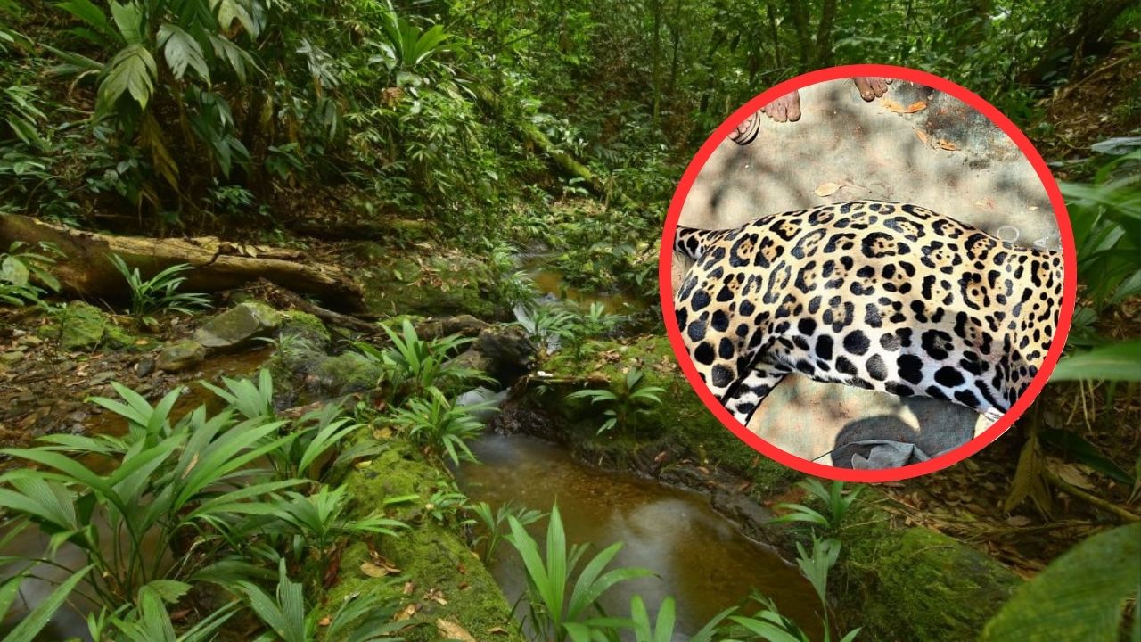 Fotos:  Por temor a ser atacados pobladores en Gracias a Dios habrían matado a jaguar