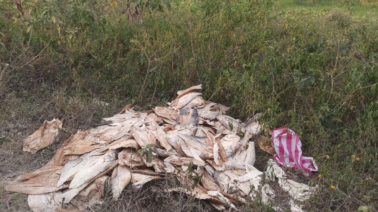 Lanzan a orilla del Lago de Yojoa al menos 100 libras de pescado seco en mal estado