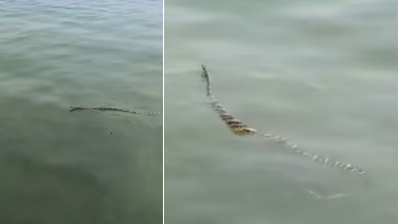 VIDEO: Enorme serpiente sorprendió a veraneantes en el mar