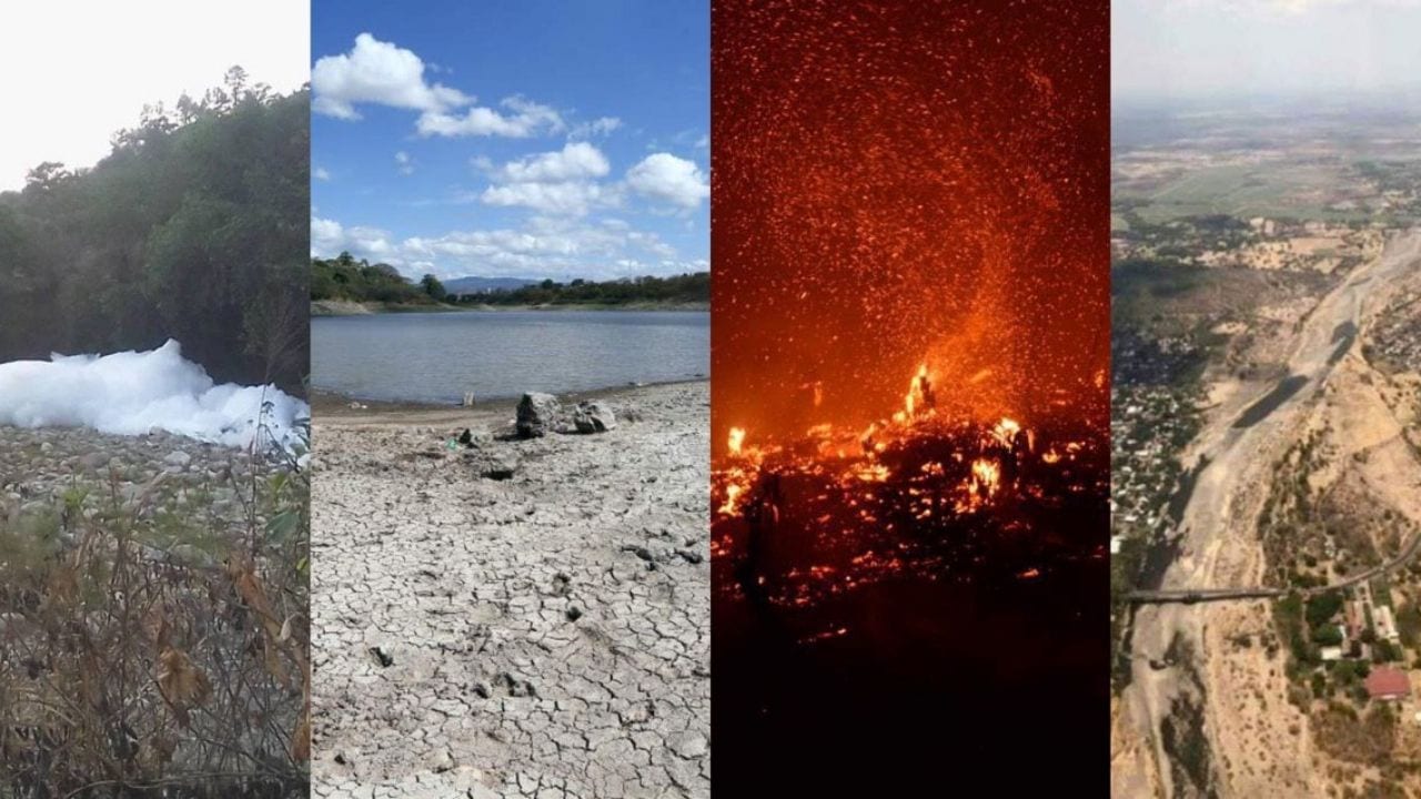El cambio climático será la principal causa del declive de biodiversidad a mitad de siglo